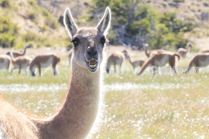 在Torres del Paine国家公园的Guanacos